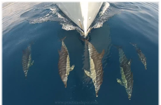 avistamiento de delfines