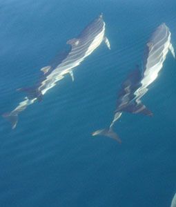 Delfines en el Estrecho